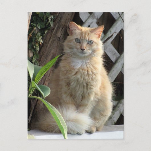 Het Briefkaart van de zwerfkat (Voorkant)