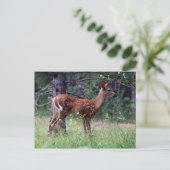 Het Briefkaart van Fawn (Staand voorkant)