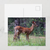 Het Briefkaart van Fawn (Voorkant / Achterkant)
