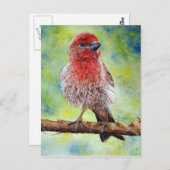 Het Briefkaart van Finchy (Voorkant / Achterkant)