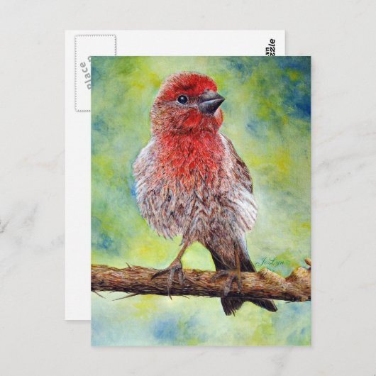 Het Briefkaart van Finchy (Voorkant / Achterkant)