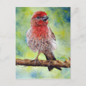 Het Briefkaart van Finchy (Voorkant)