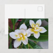 Het Briefkaart van Frangipani - de Roes van Bali (Voorkant / Achterkant)