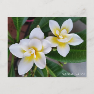 Het Briefkaart van Frangipani - de Roes van Bali