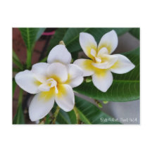 Het Briefkaart van Frangipani - de Roes van Bali