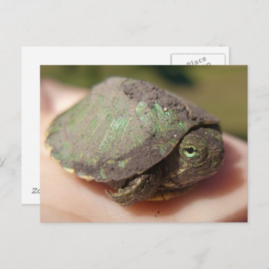 Het Briefkaart van Hatchling van de schildpad (Voorkant / Achterkant)