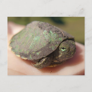 Het Briefkaart van Hatchling van de schildpad