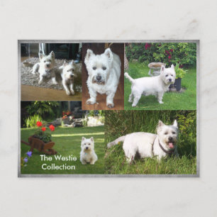 Het briefkaart van het Collectie van Westie