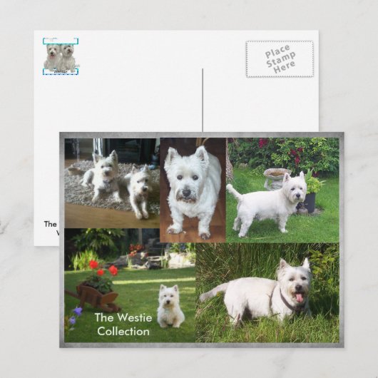 Het briefkaart van het Collectie van Westie (Voorkant / Achterkant)