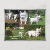 Het briefkaart van het Collectie van Westie (Voorkant)