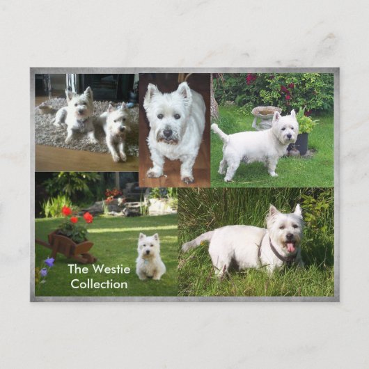 Het briefkaart van het Collectie van Westie (Voorkant)