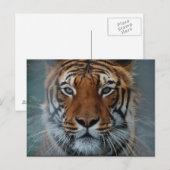 Het Briefkaart van het Gezicht van de tijger (Voorkant / Achterkant)