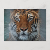 Het Briefkaart van het Gezicht van de tijger (Voorkant)