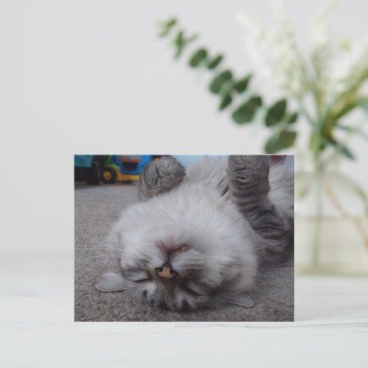 Het Briefkaart van het Kat van de vampier (Staand voorkant)