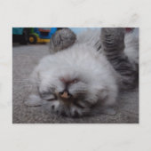 Het Briefkaart van het Kat van de vampier (Voorkant)