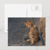 Het Briefkaart van het katje (Voorkant / Achterkant)