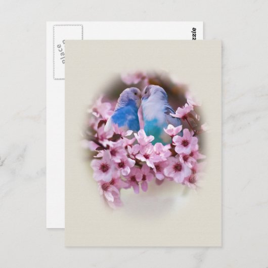 Het Briefkaart van het liefhebben van Parakeets (Voorkant / Achterkant)