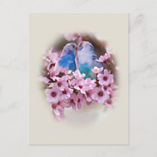 Het Briefkaart van het liefhebben van Parakeets (Voorkant)