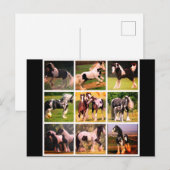 Het Briefkaart van het paard (Voorkant / Achterkant)