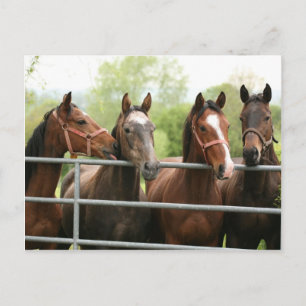 Het Briefkaart van het paard
