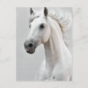 Het Briefkaart van het paard