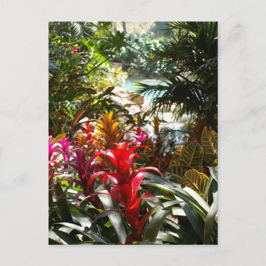 Het Briefkaart van het paradijs (Voorkant)