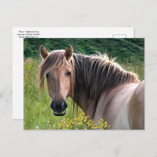 Het Briefkaart van het Pony van het Hoogland (Voorkant / Achterkant)