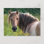 Het Briefkaart van het Pony van het Hoogland (Voorkant)