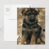 Het Briefkaart van het Puppy van de herder (Voorkant / Achterkant)