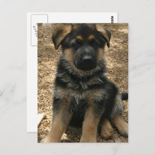 Het Briefkaart van het Puppy van de herder (Voorkant / Achterkant)
