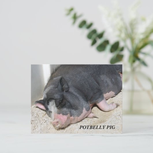 HET BRIEFKAART VAN HET VARKEN VAN DE PENS (Staand voorkant)