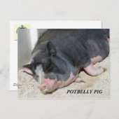 HET BRIEFKAART VAN HET VARKEN VAN DE PENS (Voorkant / Achterkant)