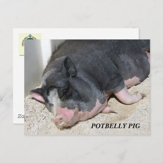 HET BRIEFKAART VAN HET VARKEN VAN DE PENS (Voorkant / Achterkant)