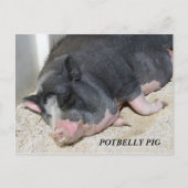 HET BRIEFKAART VAN HET VARKEN VAN DE PENS (Voorkant)