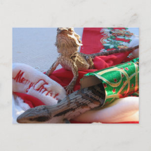 Het Briefkaart van Kerstmis van Aussie