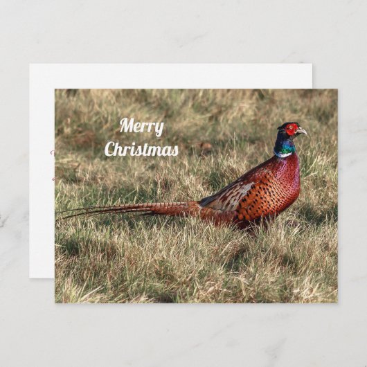 Het Briefkaart van Kerstmis van de fazant (Voorkant / Achterkant)