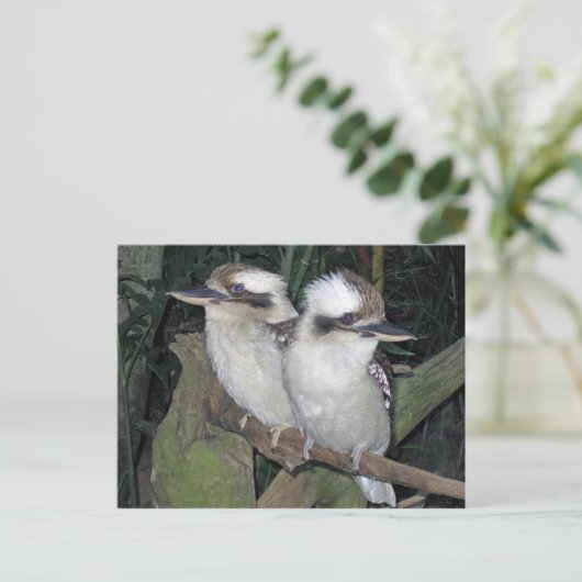 Het briefkaart van kookaburra's (Staand voorkant)