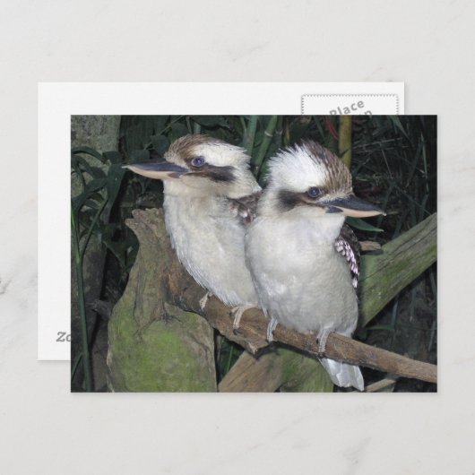 Het briefkaart van kookaburra's (Voorkant / Achterkant)