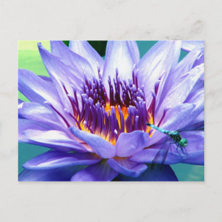 Het Briefkaart van Lilly