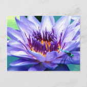 Het Briefkaart van Lilly (Voorkant)