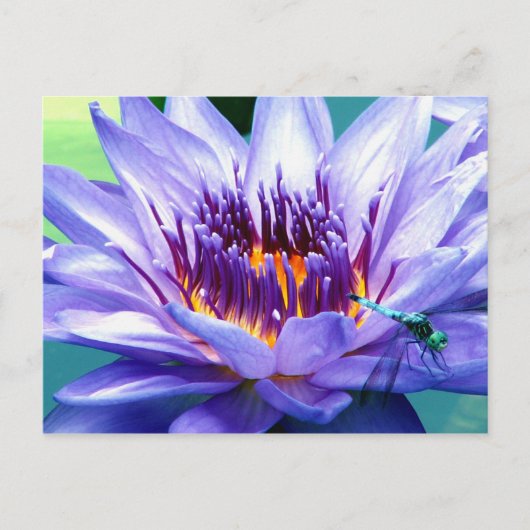 Het Briefkaart van Lilly (Voorkant)