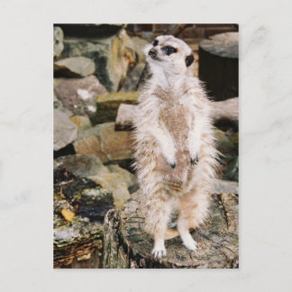 Het Briefkaart van Meerkat