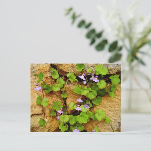 Het Briefkaart van Muralis van Cymbalaria (Staand voorkant)