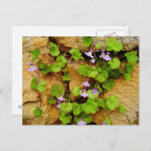 Het Briefkaart van Muralis van Cymbalaria (Voorkant / Achterkant)