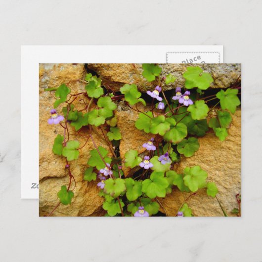 Het Briefkaart van Muralis van Cymbalaria (Voorkant / Achterkant)