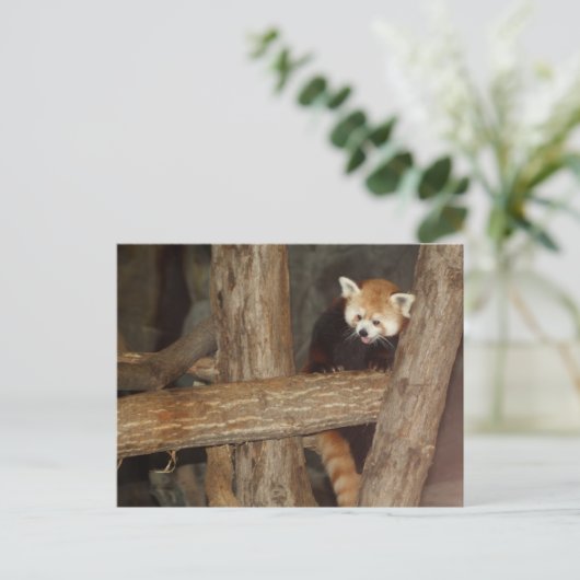 Het Briefkaart van Panda beklimmen (Staand voorkant)