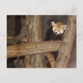 Het Briefkaart van Panda beklimmen (Voorkant)