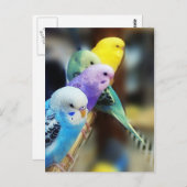 Het Briefkaart van parkieten (Voorkant / Achterkant)