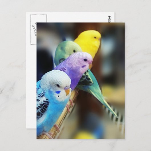 Het Briefkaart van parkieten (Voorkant / Achterkant)