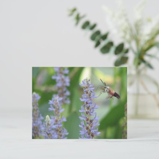 Het Briefkaart van Pickerel en van de Mot (Staand voorkant)